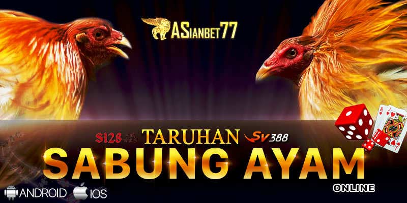 Sabung Ayam Online Terbaik dari Agen Sabung Ayam - Asianbet77